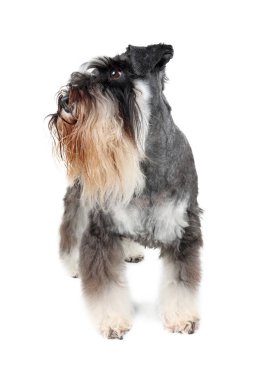 Minyatür schnauzer beyaz arkaplanda izole edildi