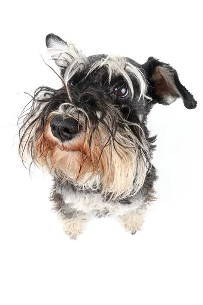 Close Funny Dog Who Looking Miniature Schnauzer Isolated White Background — Stock Photo, Image