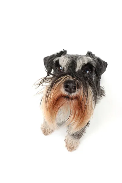 Close Funny Dog Who Looking Miniature Schnauzer Isolated White Background — Stock Photo, Image