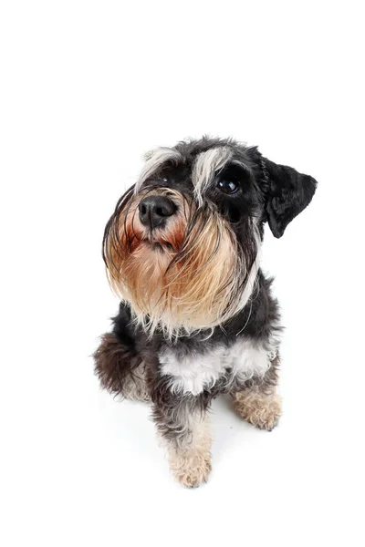 Miniature Schnauzer Isolated White Background — Stock Photo, Image