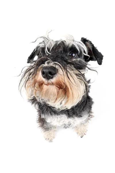 Close Cão Engraçado Que Olhando Para Cima Schnauzer Miniatura Isolado — Fotografia de Stock