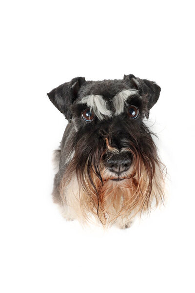 close up of funny dog who looking up miniature schnauzer  isolated on white background