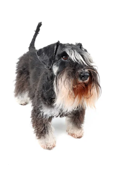 Miniature Schnauzer Isolated White Background — Stock Photo, Image