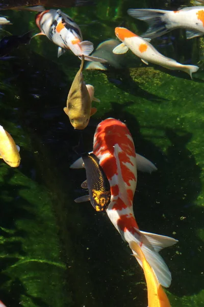 Carpa Koi Uno Stagno Balneabile — Foto Stock