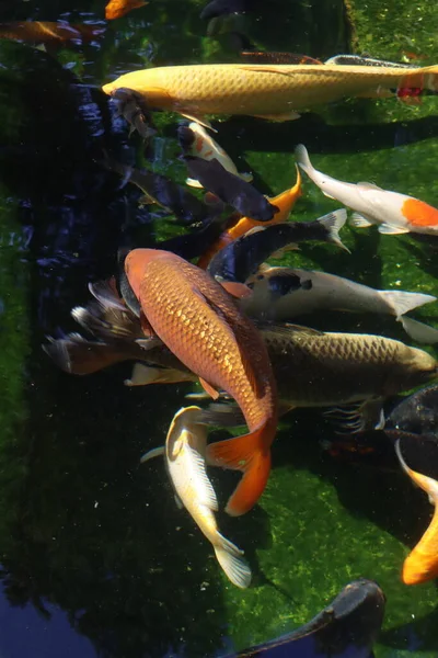 Ikan Mas Koi Kolam Renang — Stok Foto