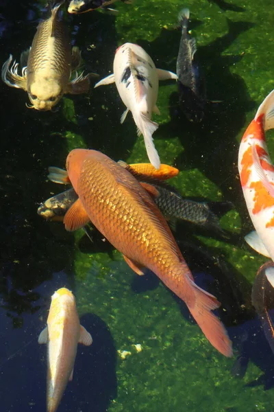 Koi Carp Swimming Pond — Stock Photo, Image