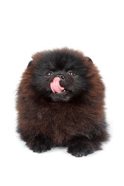 Beyaz arka planda siyah Spitz köpek yavrusu pofuduk kürkünü ve sevimli, neşeli ifadesini sergiliyor.