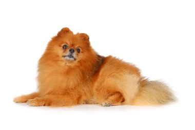 Beyaz arkaplan üzerinde Pomeranian (Minyatür Spitz)