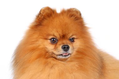 Beyaz arkaplan üzerinde Pomeranian (Minyatür Spitz)