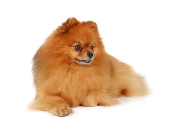 Beyaz arkaplan üzerinde Pomeranian (Minyatür Spitz)