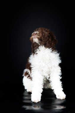 Siyah arka planda Lagotto Romagnolo köpek yavrusu kıvırcık kürkünü ve neşeli ifadesini vurguluyor.
