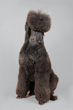 Renkli bir arka planı olan, zarif ve çarpıcı özelliklerini vurgulayan bir stüdyo ortamında siyah kraliyet kanişi.