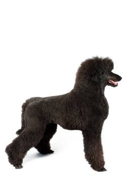 Beyaz arka planda bir stüdyoda siyah kraliyet kanişi, zarif ve asil görünümünü sergiliyor.