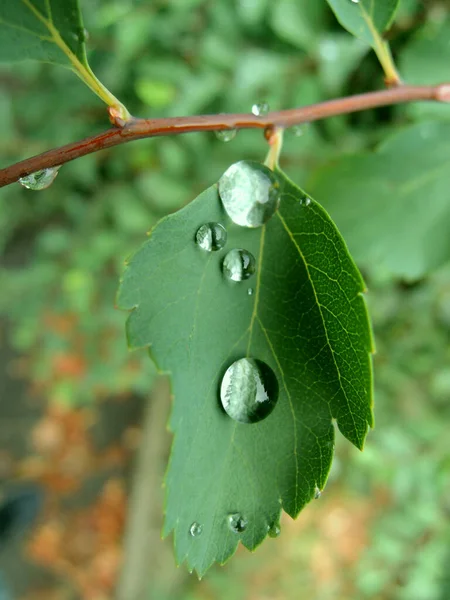 Drops Water Plant Leaf Close Stock Photo — Stock Photo, Image