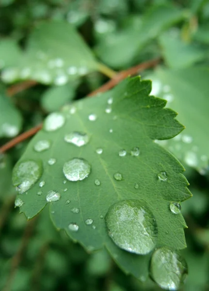 Dew Drops Plant Leaf Extreme Close — Stock Photo, Image