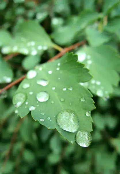 Folha Verde Com Gotas Água Foco Suave — Fotografia de Stock
