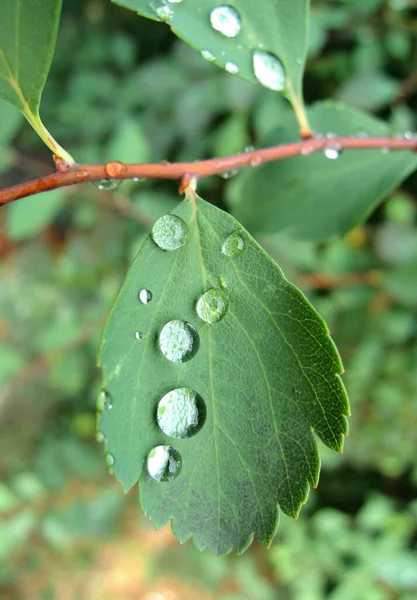 Regentropfen Auf Einem Pflanzenblatt Großaufnahme Archivbild — Stockfoto