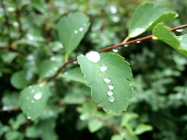 Краплі Дощу Зеленому Листі Макро Знімок — стокове фото