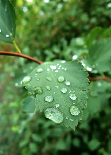 Lluvia Cae Sobre Una Hoja Verde Con Enfoque Suave —  Fotos de Stock