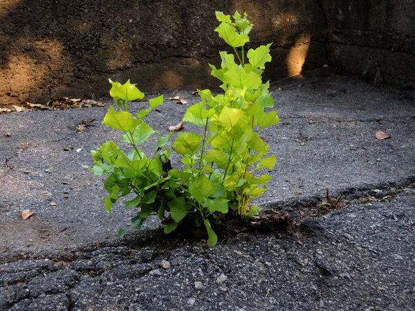 Дерево Стріляти Germinate Крізь Тріщини Асфальті — стокове фото