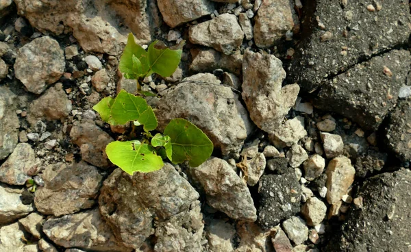 Groene Scheut Groei Door Verpletterde Stenen Bovenaanzicht — Stockfoto