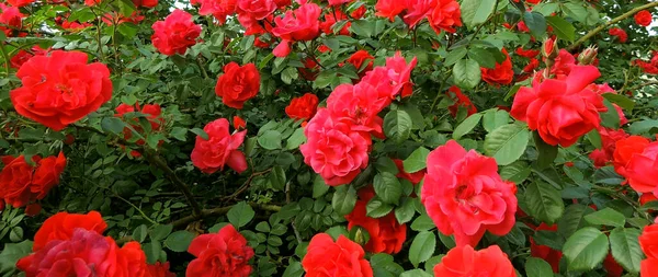 玫瑰布什全景照片上绽放的红花 — 图库照片