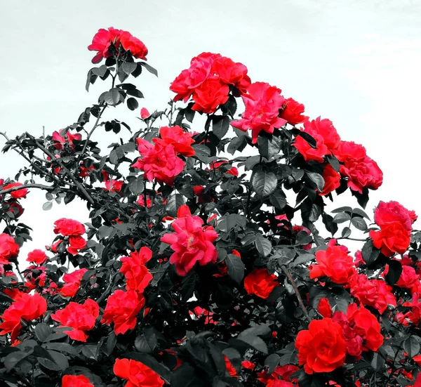 黑叶红玫瑰比白叶红玫瑰的象征形象 — 图库照片