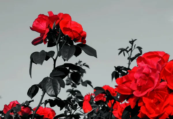 灰背景下黑色叶子的红玫瑰花 — 图库照片