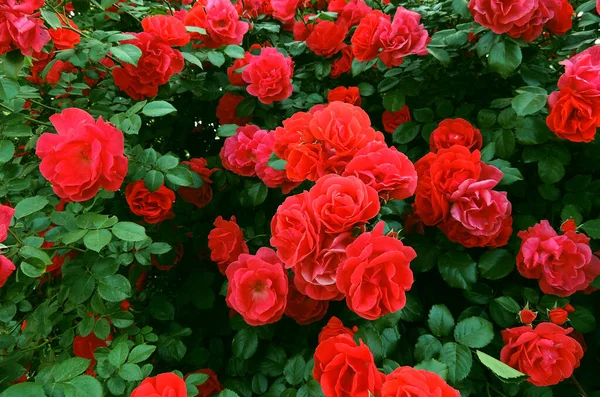 Rose Bush Mit Roten Blumen Nahaufnahme Textur Hintergrund — Stockfoto