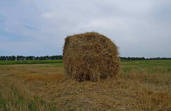 Pressed Bale Hay Mowed Field — стоковое фото