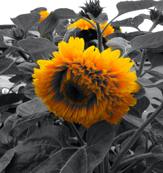 Flor Amarela Preto Deixa Imagem Metafórica — Fotografia de Stock