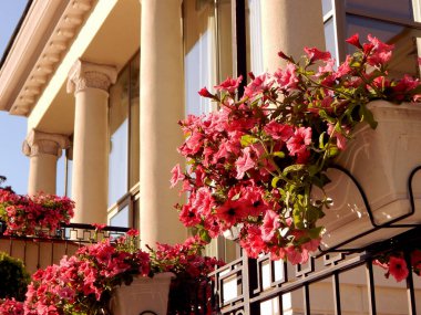 Sütunlu Viktorya tarzı konak Balkonda saksılar 