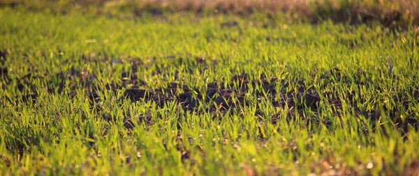 Частина Сільськогосподарського Поля Пророслими Паростками Пшениці Панорамний Дріб — стокове фото