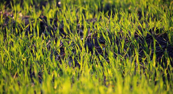 Вид Знизу Ледь Проросла Пшеничні Паростки Краплями Роси Крупним Планом — стокове фото