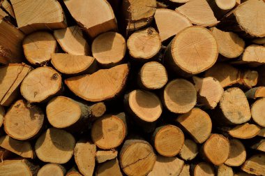 A slice of red oak logs stacked in a woodpile detailed texture background