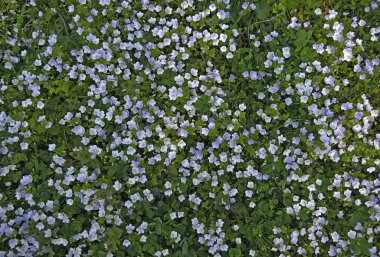 Undersized flowers covered meadow with young lawn grass top view