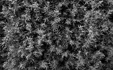 Black and white texture of small leaves and cones on a decorative tree branches 