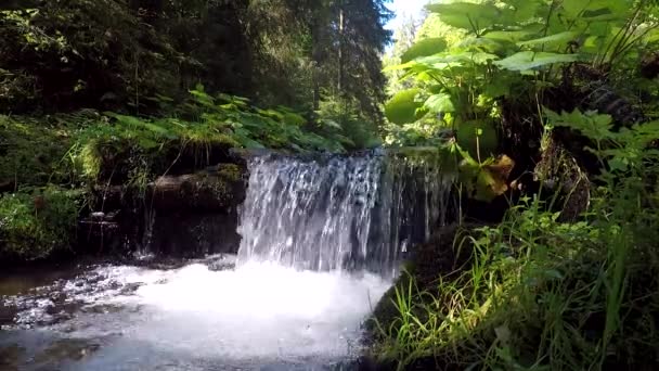 Beautiful Small Waterfall Creek Forest Original Sound — Stok video