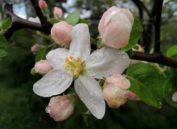 Open Bloem Jonge Knoppen Van Bloeiende Appelboom Met Waterdruppels Een — Stockfoto