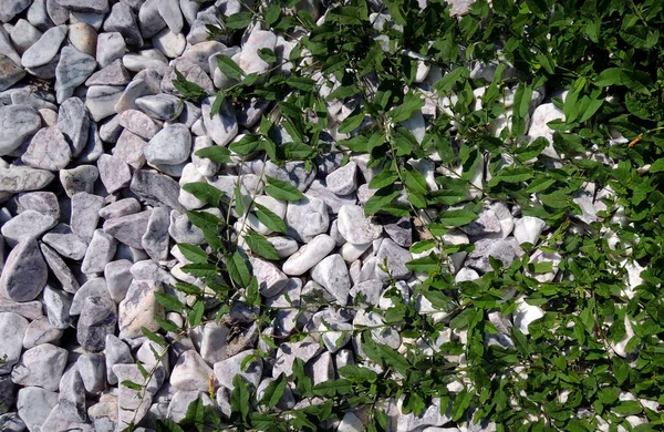 Pattern Climbing Plants White Sea Pebbles Nature Stones Plants Background — Stock Photo, Image