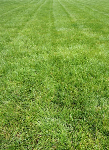 Low Point View Natural Green Lawn Laying New Rolls Grass — Stock Photo, Image