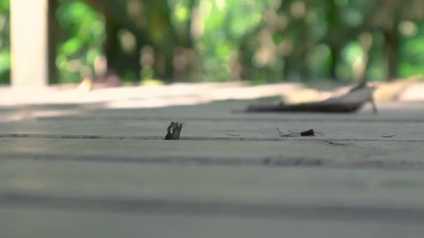 Pies Mujer Caminando Sobre Suelo Madera — Vídeo de stock