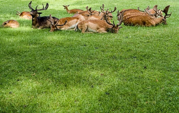 herd of deer in the meadow beautiful and cute deer, nature fauna