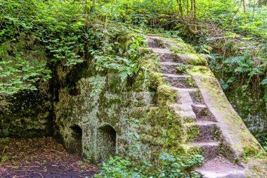 Parkın içinden geçen patika, ormanda yosun ve ağaçlarla dolu.