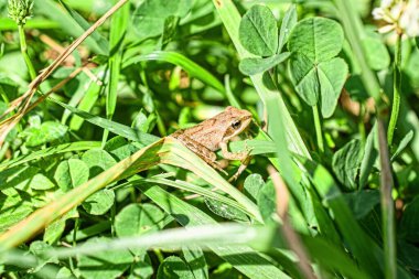 Yeşil çimenlikte kurbağaya yakın çekim, ağaç dalında oturan yeşil kurbağa.