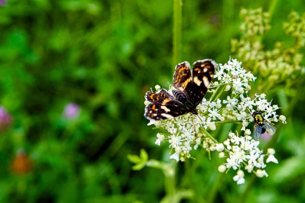 butterfly on flower in the summer garden insect in nature. with a green fly