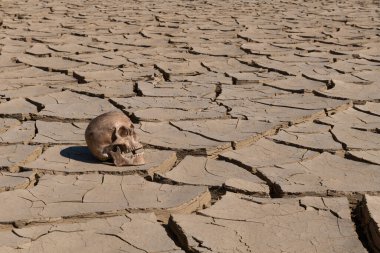 Çöldeki sıcaktan çatlamış kilin üzerinde yatan bir insan kafatası.