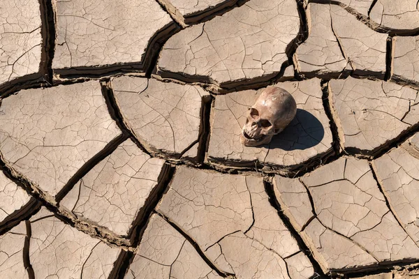 A dummy of a human skull lies on clay cracked from the heat in the desert