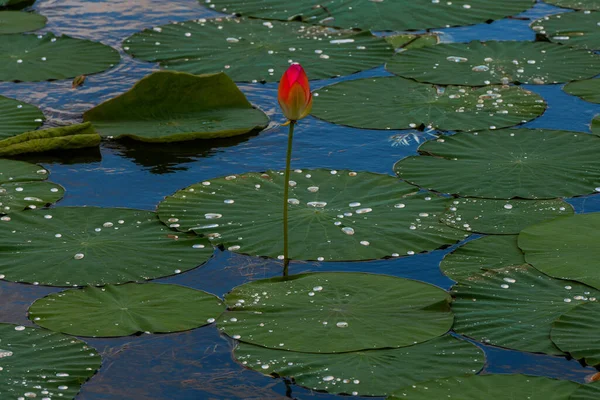 Квітка Лотоса Заході Сонця — стокове фото