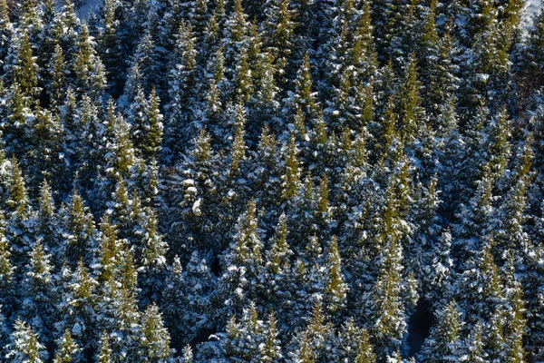Wald Der Tannenbäume Von Tien Shan Einem Wintertag — Stockfoto